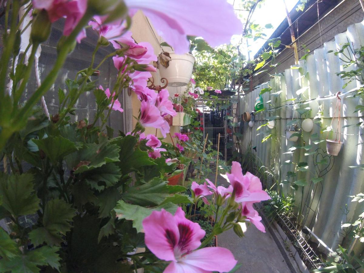Casa Milly * Constanta